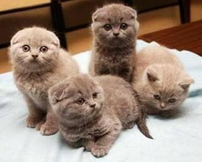 Berlin, аватарка на СексКомпас СПб