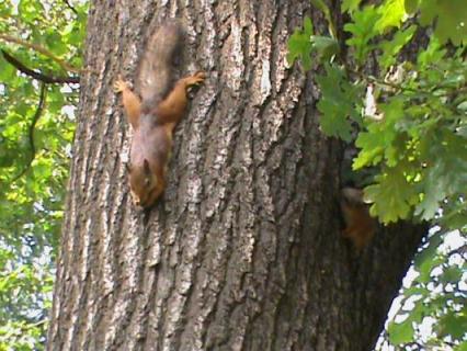 юлия (valeri435), аватарка на СексКомпас СПб